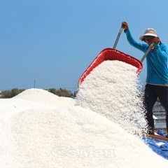 Trải bạt “lên đời” hạt muối Cà Mau