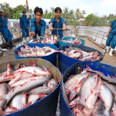 Cá tra không còn "một mình một chợ"