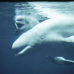 Video phút giây “lâm bồn” của cá voi mẹ Beluga
