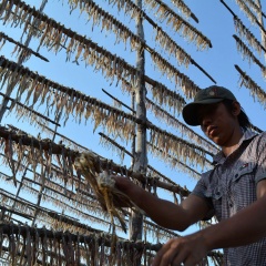 Phong phú “quà” vùng biển