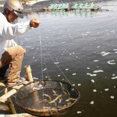 Quảng Ngãi: Tiêu hủy bắt buộc 21 hồ tôm bệnh