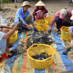 Nuôi tôm càng xanh, tôm sú ghép với lúa, nên áp dụng ở những vùng nào?