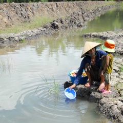 ĐBSCL: Xâm nhập mặn tăng trở lại và đạt đỉnh vào cuối tuần