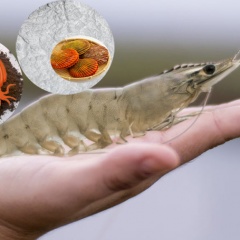 Bột mực và bột sò điệp - tổ hợp thay thế bột cá trong thức ăn tôm thẻ