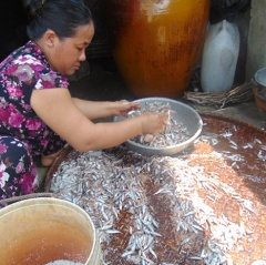 Làng nghề nước mắm chờ... cá