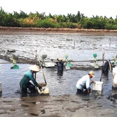 Triển vọng nuôi tôm ở vùng U Minh Thượng