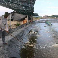 Hiệu quả từ mô hình chuyển đổi từ ruộng muối sang nuôi tôm