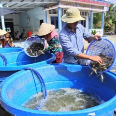 Nhộn nhịp mùa tôm càng xanh thắng đậm