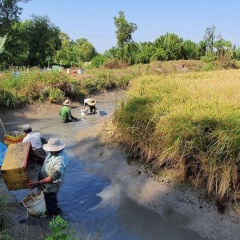 Sóc Trăng: Thêm con tôm càng xanh và cá rô phi cho vùng tôm – lúa