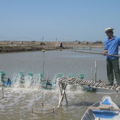 Khánh Hòa: Người nuôi thủy sản đồng loạt "treo ao"