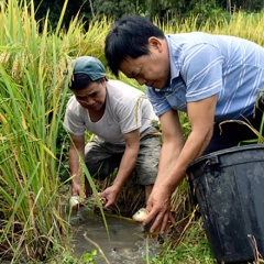 Nuôi cá trong ruộng bậc thang ở vùng cao Hà Giang