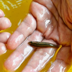 Đại học Kiên Giang nghiên cứu thành công cá dày sinh sản nhân tạo