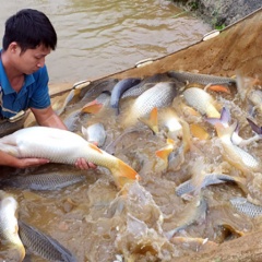 Những “ông đỡ sản ngư”