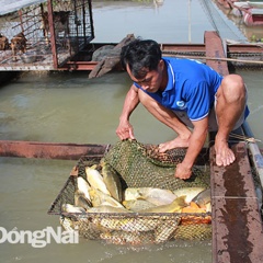 Làng nuôi cá bè Hiệp Hòa xảy ra hiện tượng cá chết bất thường