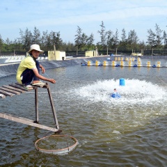 Quảng Nam: Nuôi an toàn sinh học để cứu nghề nuôi tôm!