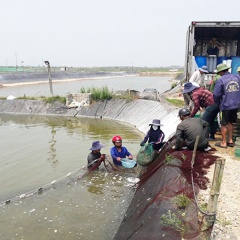 Thị trường bấp bênh, người nuôi tôm Hà Tĩnh không mặn mà đầu tư vụ mới