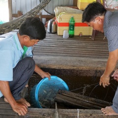 Loài cá khó nuôi mà bù lại giá cao chót vót