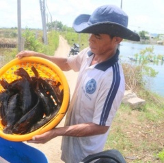 Cá mú bị bỏ đói vì... không bán được!