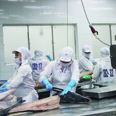 EVFTA đang “thúc” xuất khẩu cá ngừ