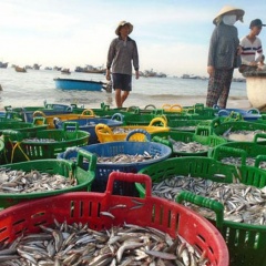 Mùa cá cơm kém vui của ngư dân