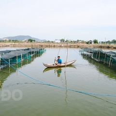 Nuôi tôm khó khăn, bà con chuyển sang nuôi cá khấm khá