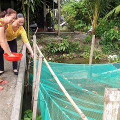 Nước vừa chớm nổi, dân Hậu Giang đã nhanh tay nuôi được 360 vèo cá