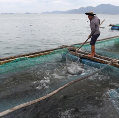 Cá bớp chết ở Ninh Hòa do nhiễm khuẩn nặng