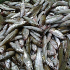 Giá cá linh non mùa nước nổi đắt đỏ vì gặp phải "năm nhuần tháng hạn"