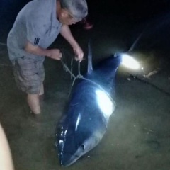 Cá mập xanh "khủng", miệng còn dính lưỡi câu dạt vào sông Bến Hải