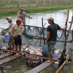Nhiều hộ thua lỗ cá tra đã chuyển sang nuôi cá trê, cá lóc