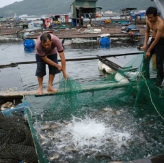 Vận động người nuôi cá lồng bè lên bờ tránh bão