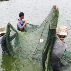 Phú Yên: Dịch bệnh uy hiếp tôm nuôi trên diện rộng