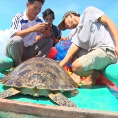 Kiên Giang: Thả cá thể rùa biển quý hiếm nặng gần 50kg về biển