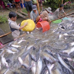 Xuất khẩu cá tra sang Mỹ nhích nhẹ