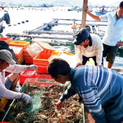 Giá tôm hùm tăng mạnh trở lại