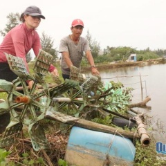 Người nuôi tôm mất trắng sau mưa lũ