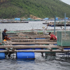 Hối hả chằng neo bè tránh bão vì cả ngàn tỉ đồng đang dưới nước