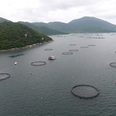 Trang trại nuôi cá biển công nghiệp có thể chịu bão lớn trên vịnh Vân Phong