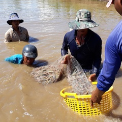 Giá nhiều loại thủy sản ở Trà Vinh giảm