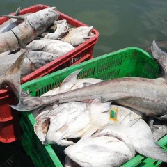 85.000 con cá bớp chết, ngư dân Lý Sơn thiệt hại nặng