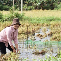 Nuôi cá thả đồng: Chi phí thấp, hiệu quả cao