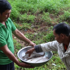 Thu nhập cao từ mô hình nuôi cá thát lát thương phẩm trong ao