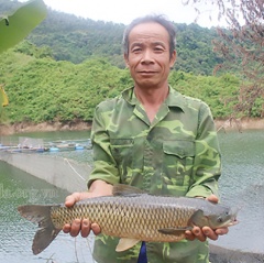 Làm giàu từ nuôi cá ở khe núi lòng hồ thủy điện