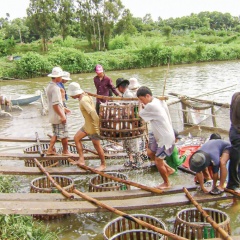 Cần có giải pháp phòng, chống dịch bệnh thủy sản hiệu quả