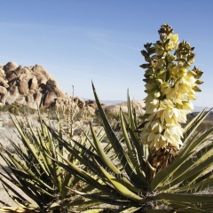 Tác động của chất chiết xuất Yucca trong NTTS