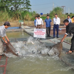 Nuôi cá trắm đen bằng lồng sử dụng thức ăn hỗ hợp dạng viên