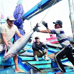 Mong manh gỡ "thẻ vàng" IUU