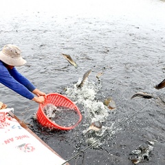 Người nuôi cá nước ngọt lo thị trường cuối năm