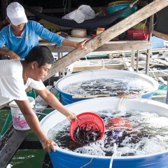 Nông dân góp vốn nuôi cá lồng bè trên biển