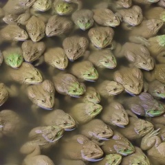 Nghề nuôi ếch sẽ thêm rực rỡ và đa dạng chủng loài